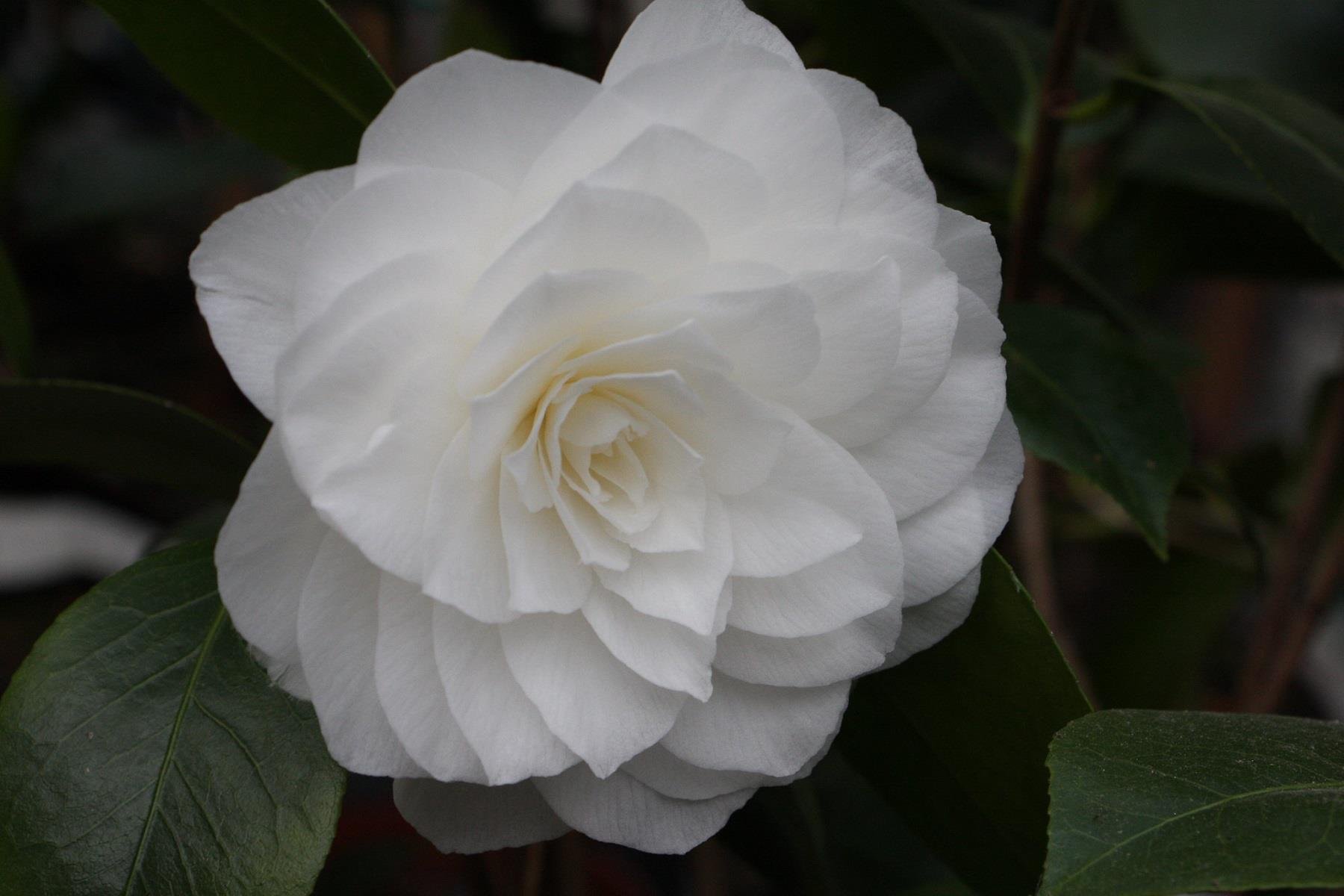 Camelia Nuccioss Gem Kamelya fidanı