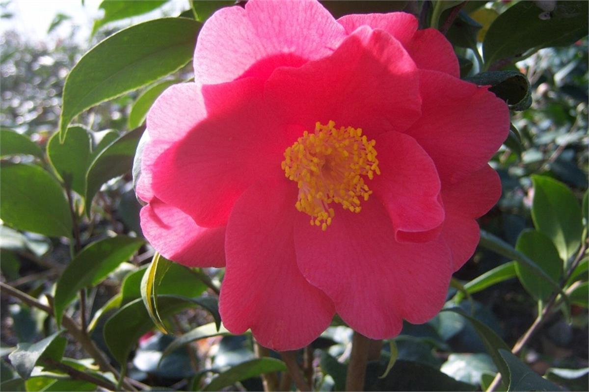 Camelia Paul Maymou Kamelya fidanı