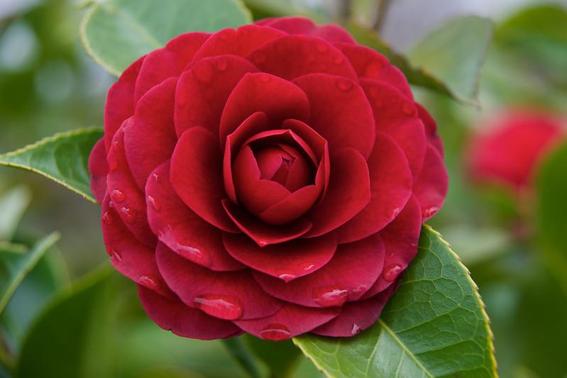 Camelia Roger Hall Kamelya fidanı