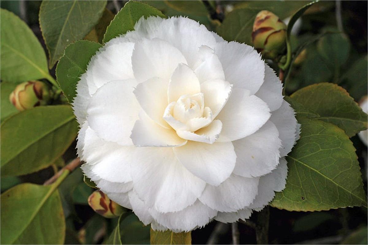 Camelia Sir de H Guichard Kamelia Kamelya fidanı