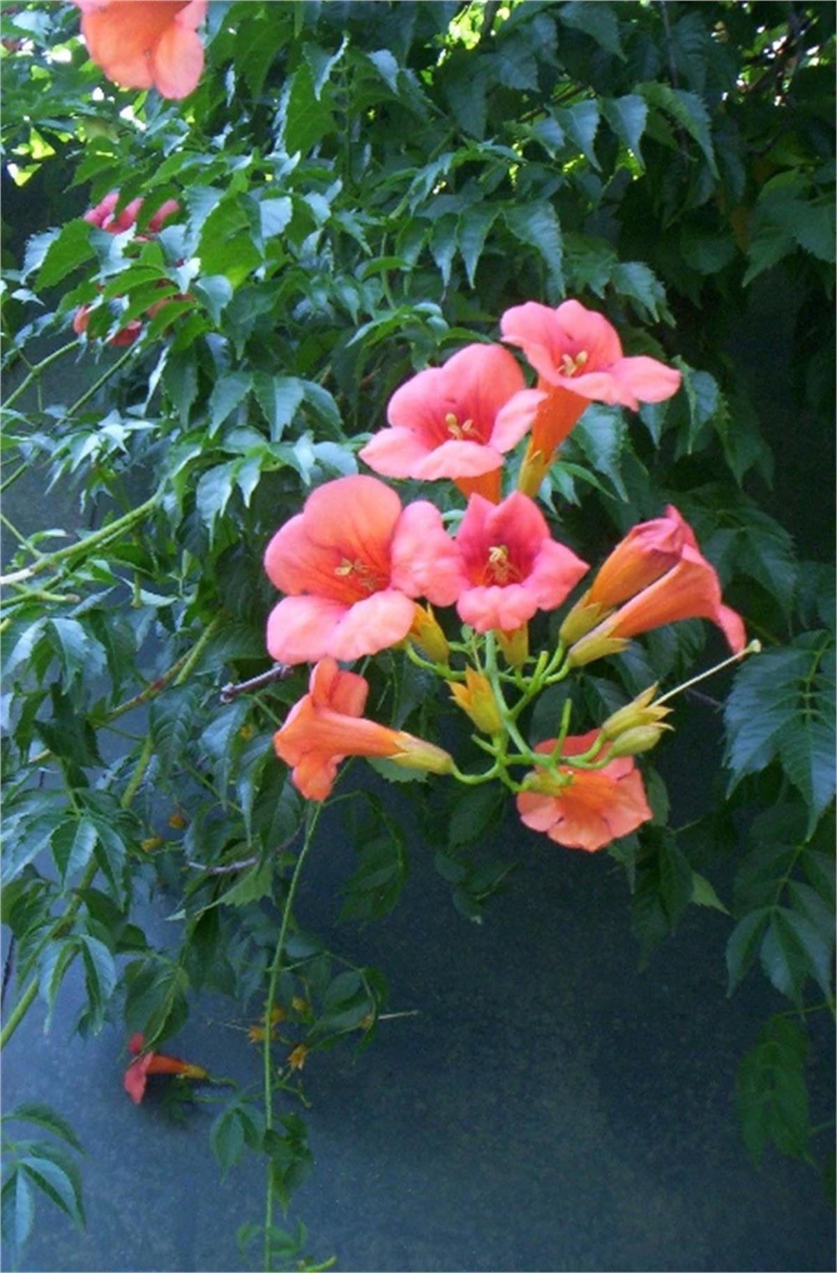 Campsis radicans Acem borusu fidanı