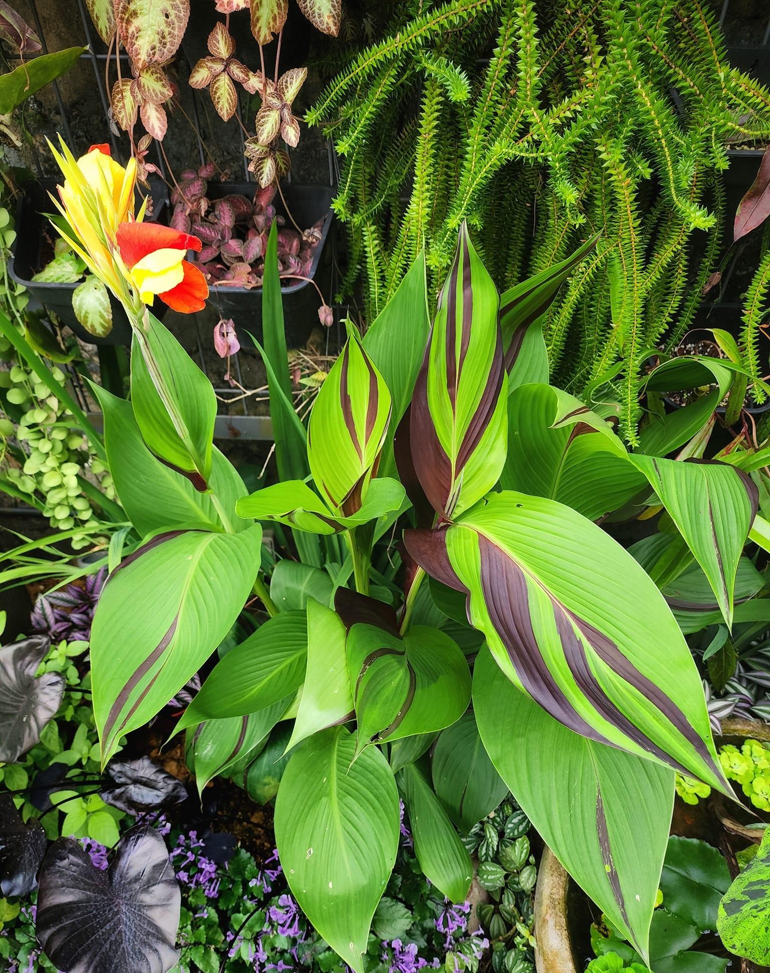 Canna Lily Cleopatra Kanna Kana Tesbih çiçeği fidesi