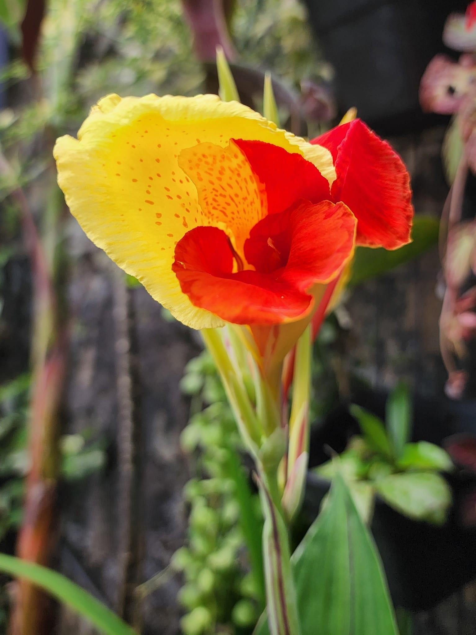 Canna Lily Cleopatra Kanna Kana Tesbih çiçeği fidesi