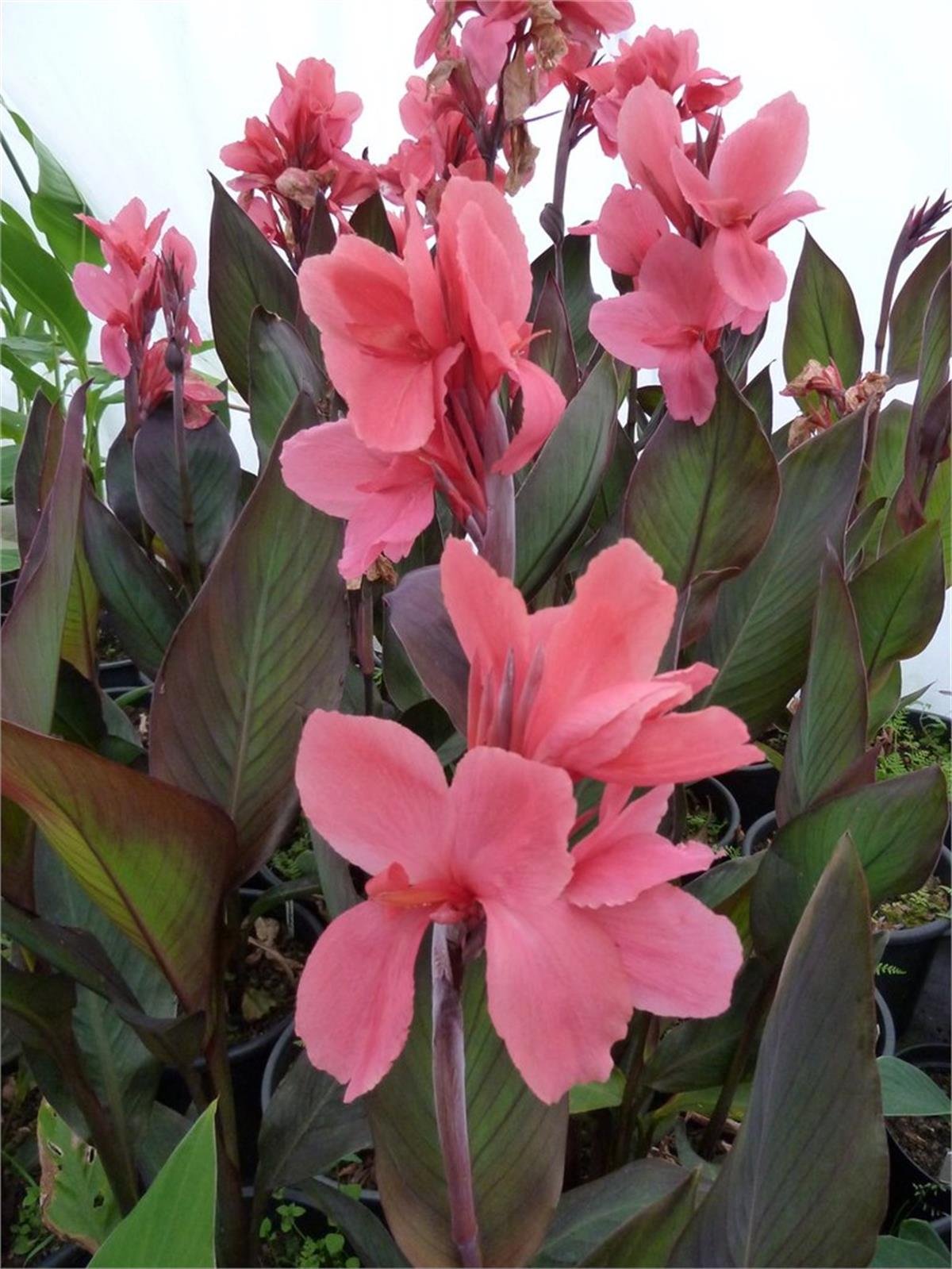Canna Lily Pink President Kanna Kana Tesbih çiçeği fidesi