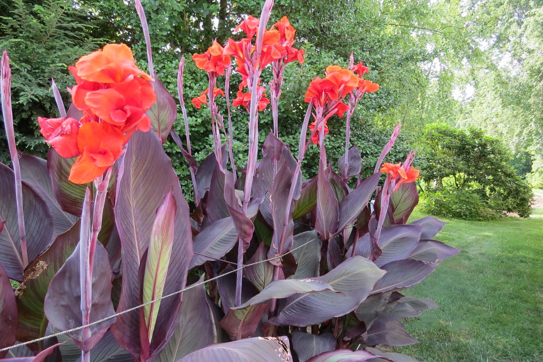 Canna Lily Red King Humbert Kanna Kana Tesbih çiçeği fidesi