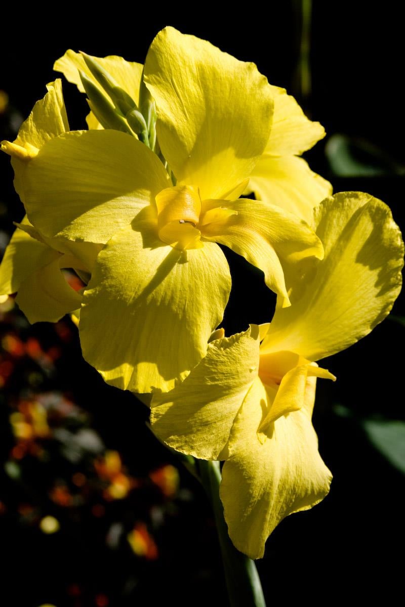 Canna Lily Yellow Kanna Kana Tesbih çiçeği fidesi
