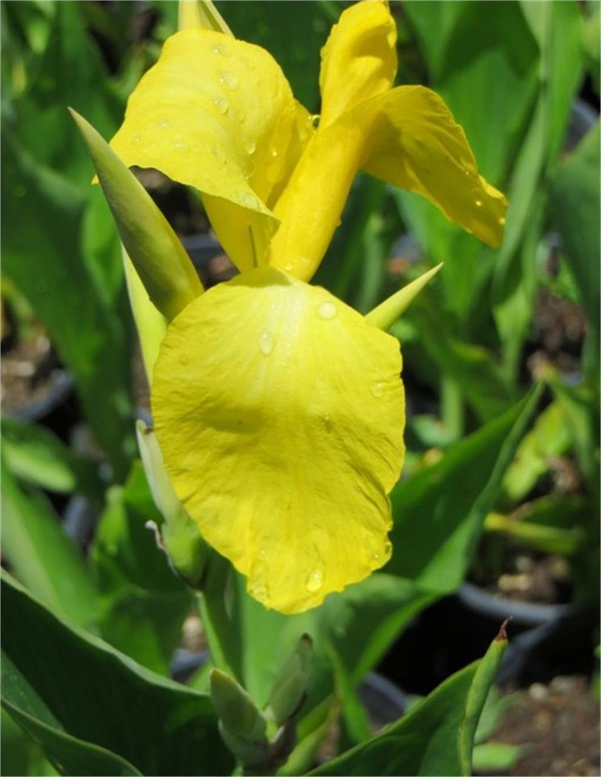 Canna Lily Yellow Kanna Kana Tesbih çiçeği fidesi