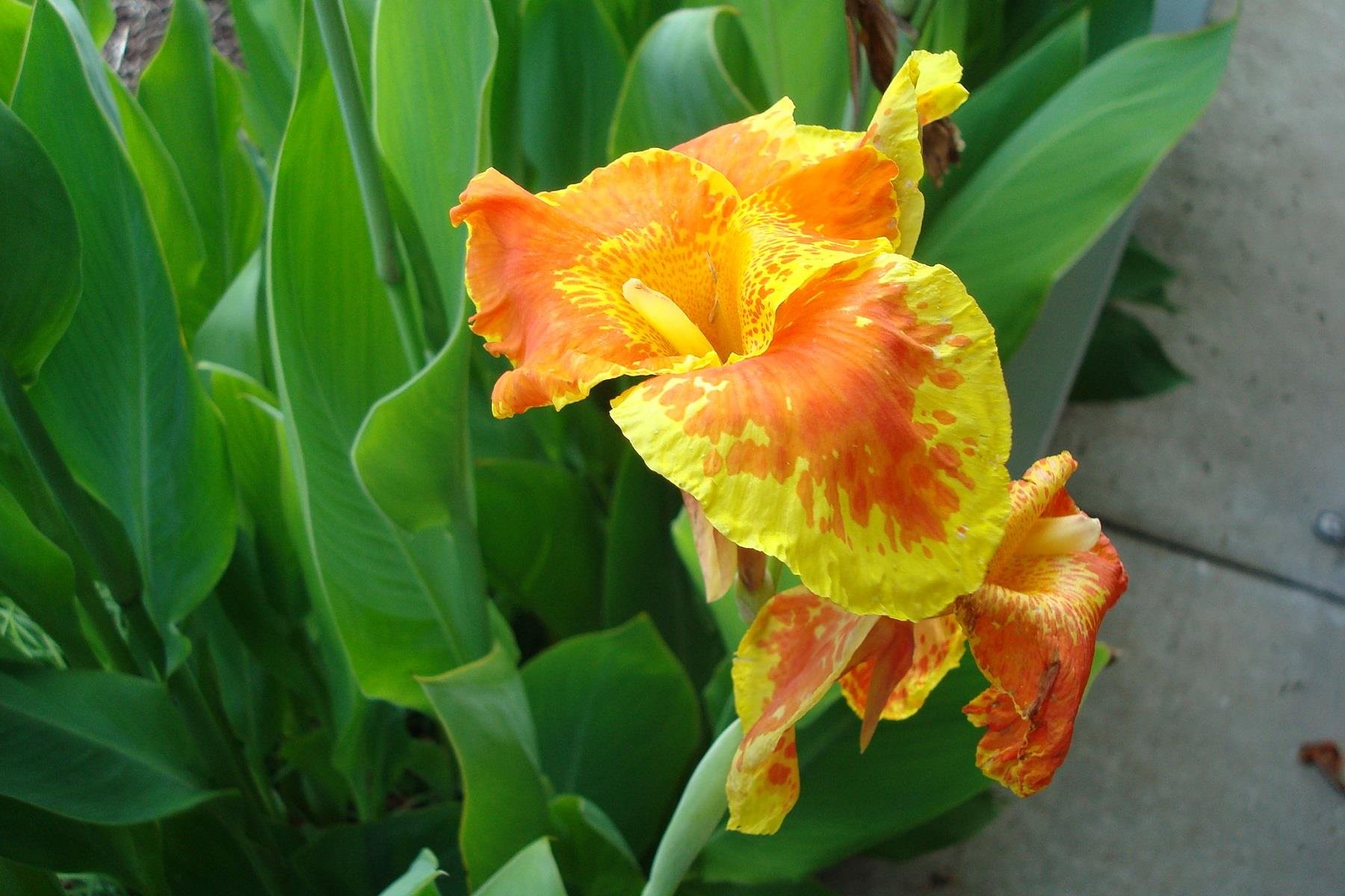 Canna Lily Yellow King Humbert Kanna Kana Tesbih çiçeği fidesi