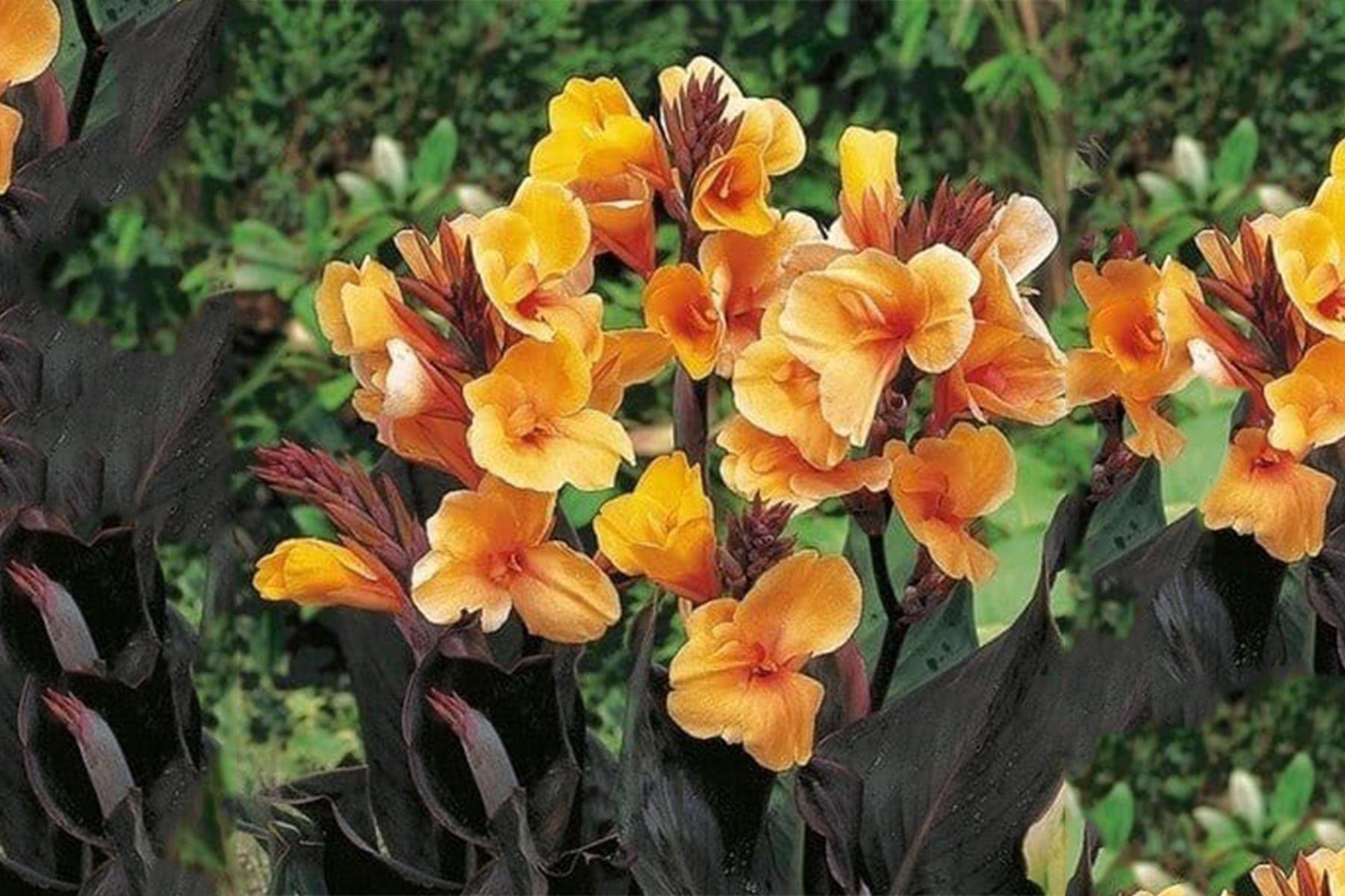 Canna Louis Cottin Kanna Kana Tesbih çiçeği fidesi