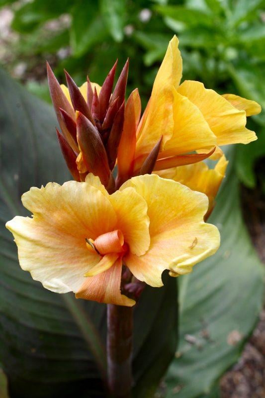 Canna Louis Cottin Kanna Kana Tesbih çiçeği fidesi