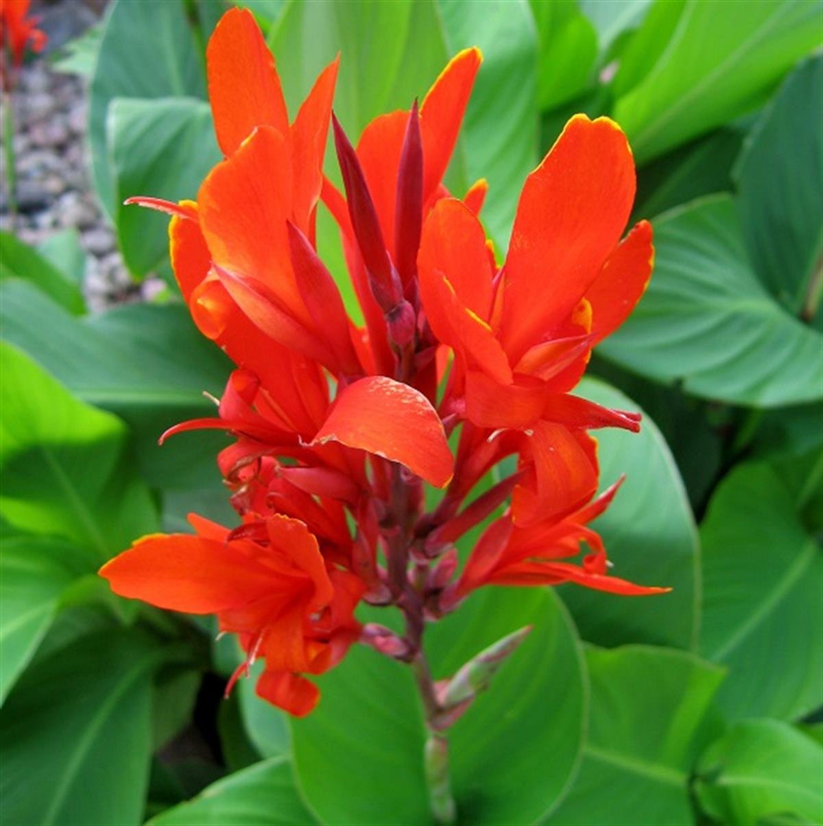 Canna x indica Bodur Kırmızı Kanna Kana Tesbih çiçeği fidesi