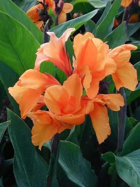 Canna x indica Dwarf Tangelo Kanna  Kana Tesbih çiçeği fidesi