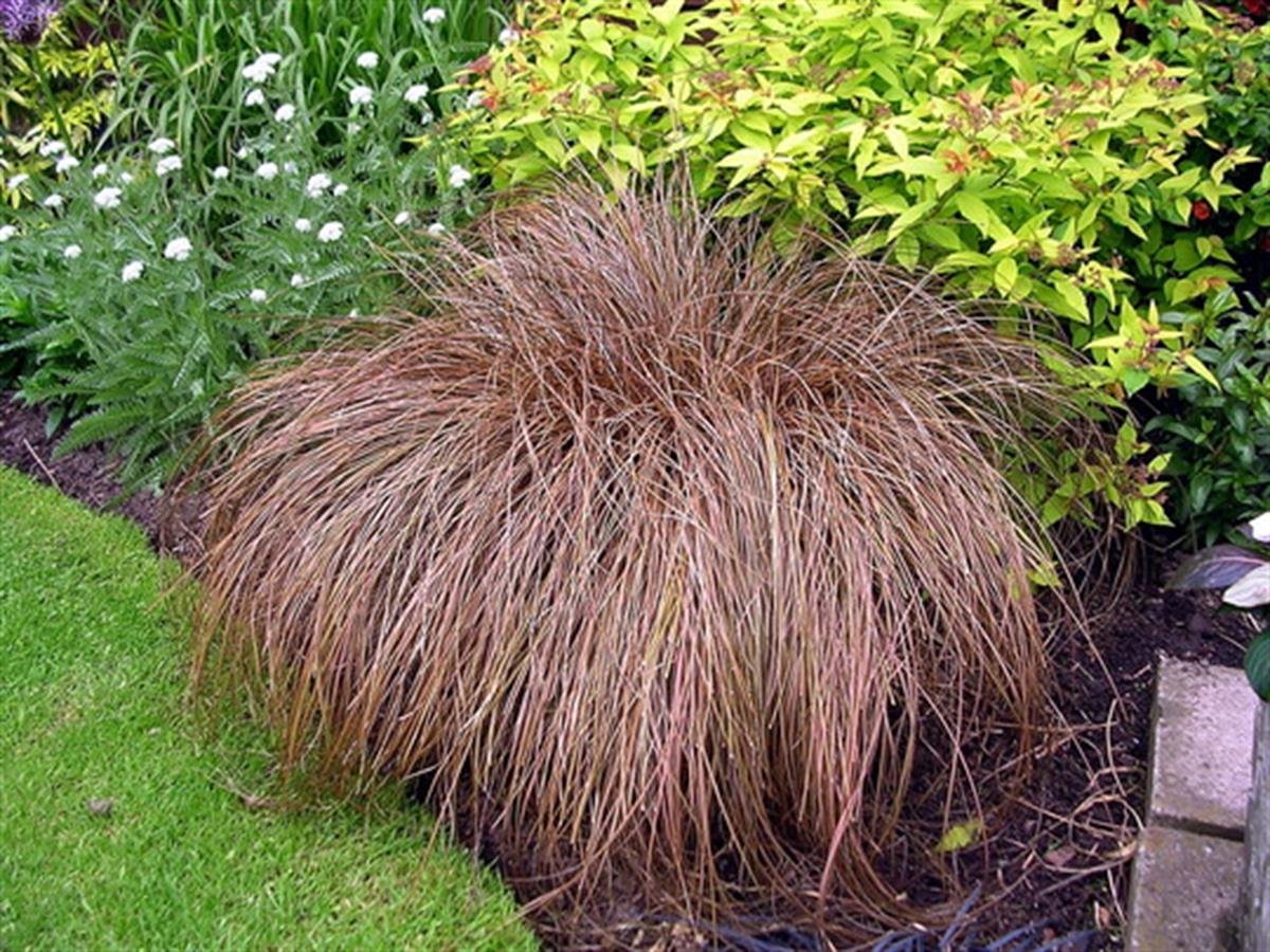 Carex comans Branco fidesi