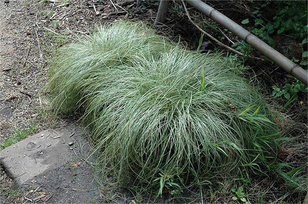 Carex frosted curls kareks fidesi
