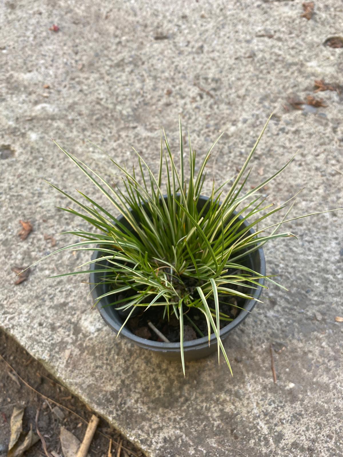 Carex morrowii variegata alacalı yelpaze otu
