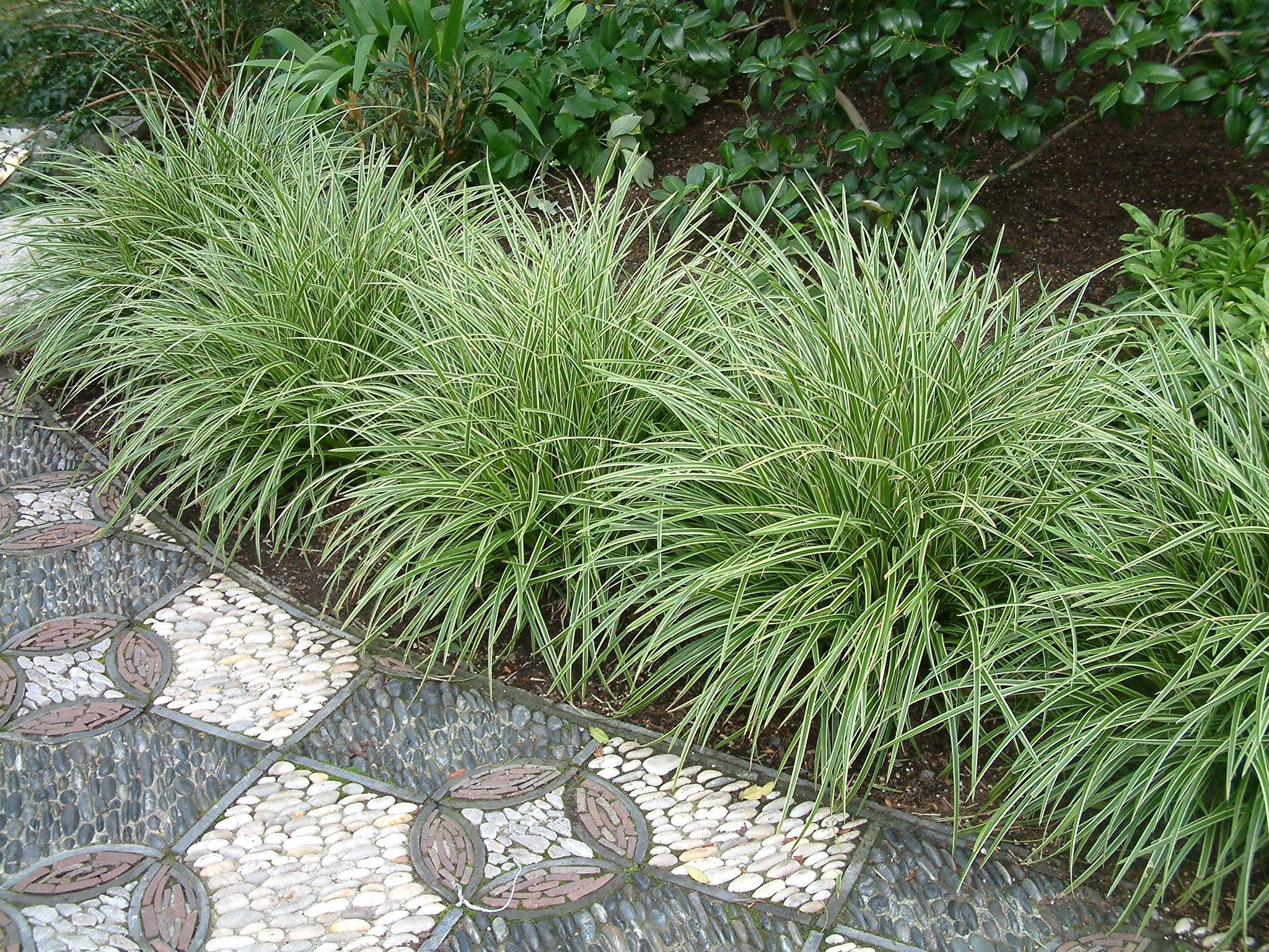 Carex morrowii variegata alacalı yelpaze otu