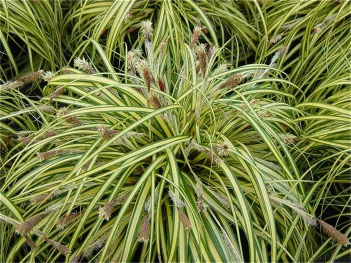 Carex oshimensis Evergold kareks fidesi