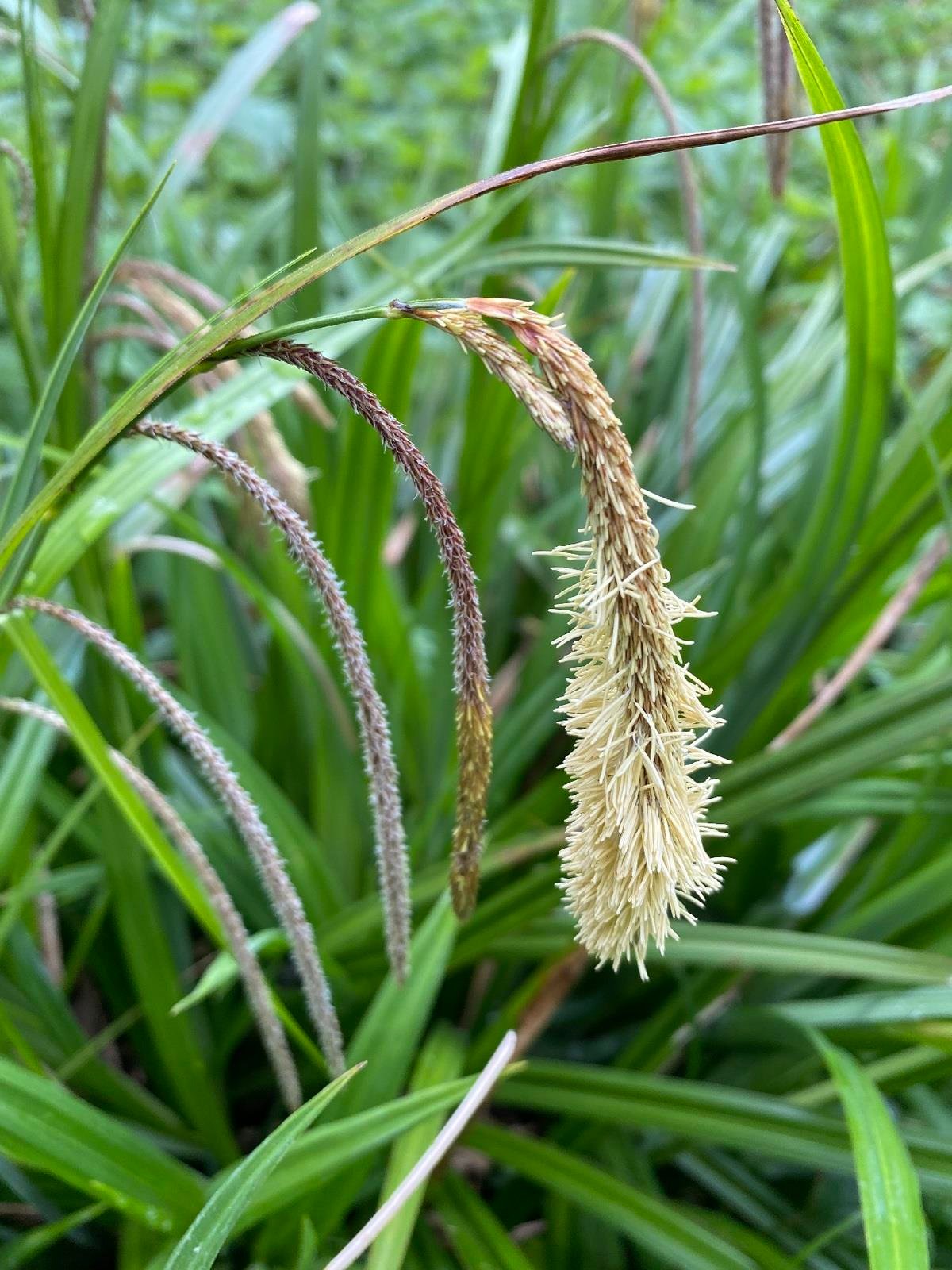 Carex pendula Saz çimi