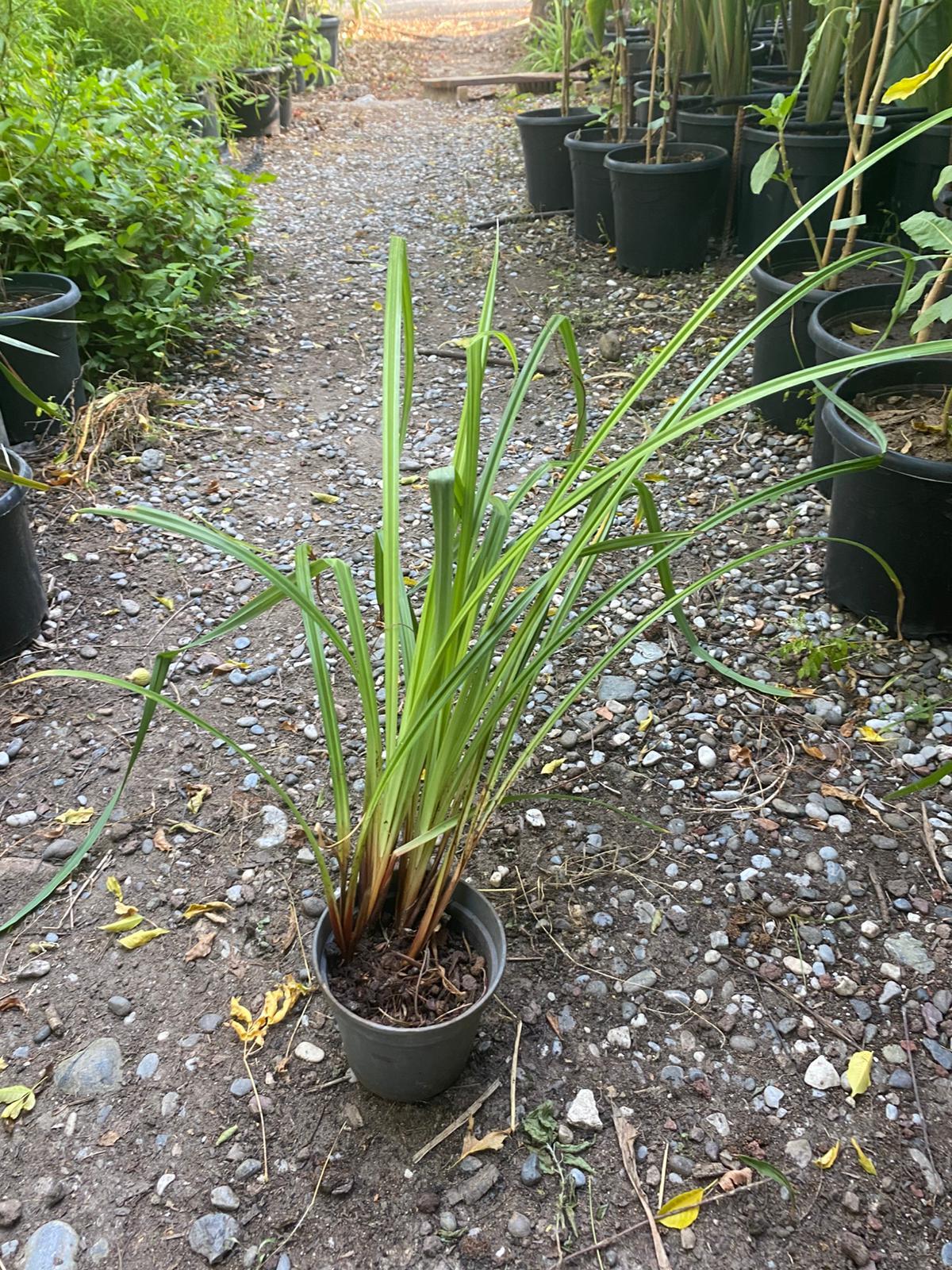 Carex pendula Saz çimi