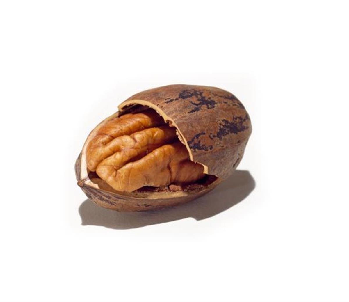Carya ilinoiensis Pecan Pican Pikan cevizi fidanı