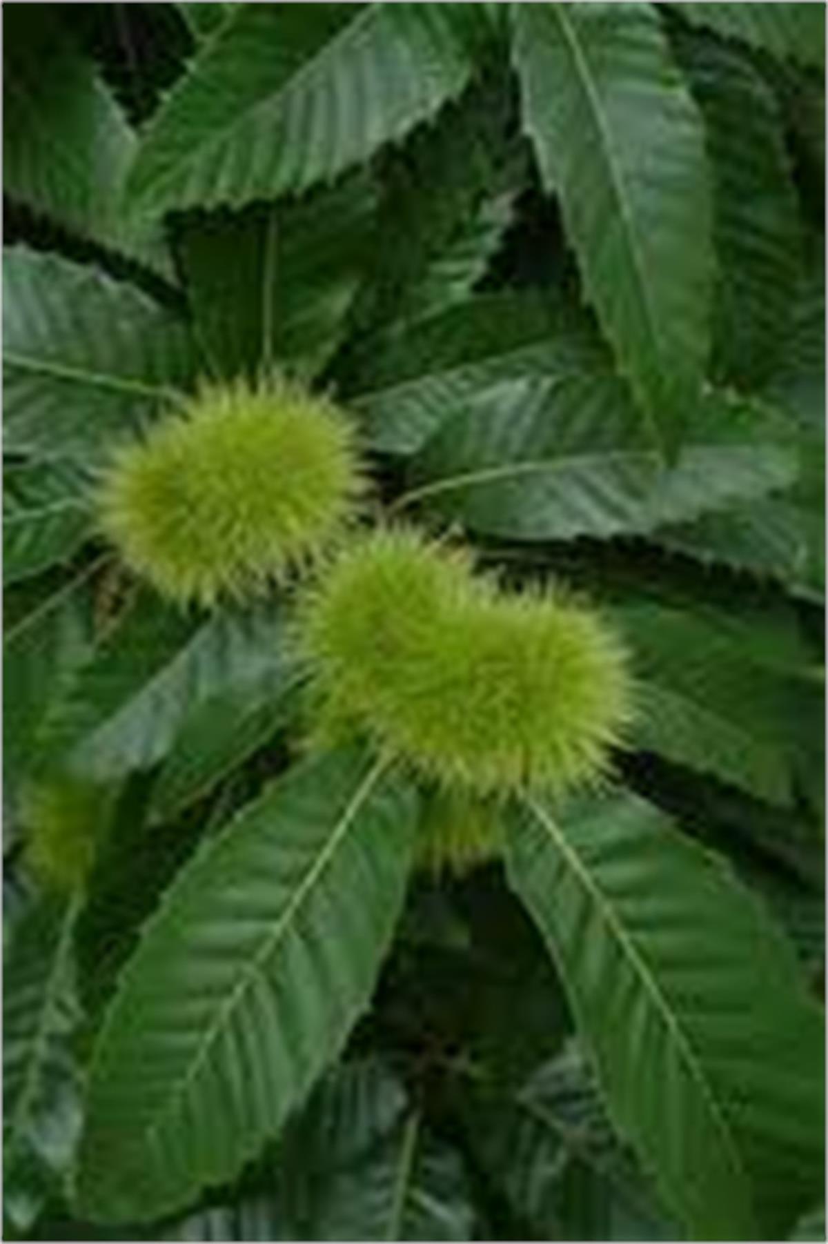 Castanea sativa Kuzu kestane fidanı