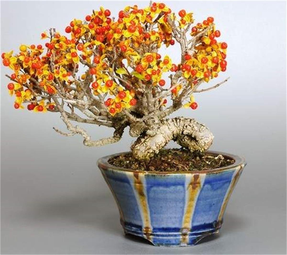 Celastrus orbiculatus Diana Yaban yasemini fidanı