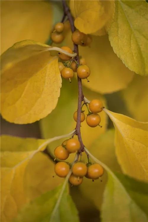 Celastrus orbiculatus Diana Yaban yasemini fidanı