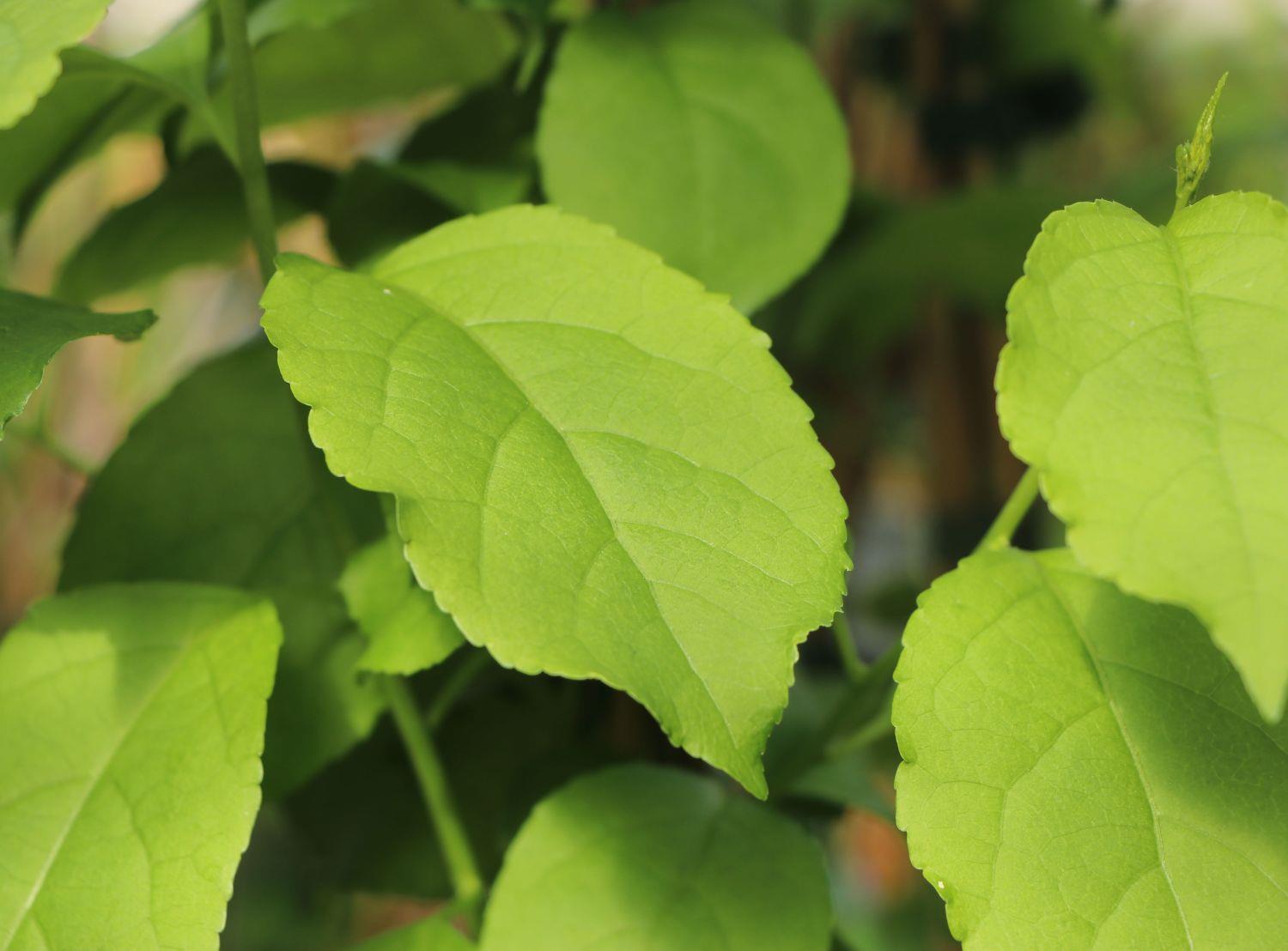 Celastrus orbiculatus Hercules Yaban yasemini fidanı