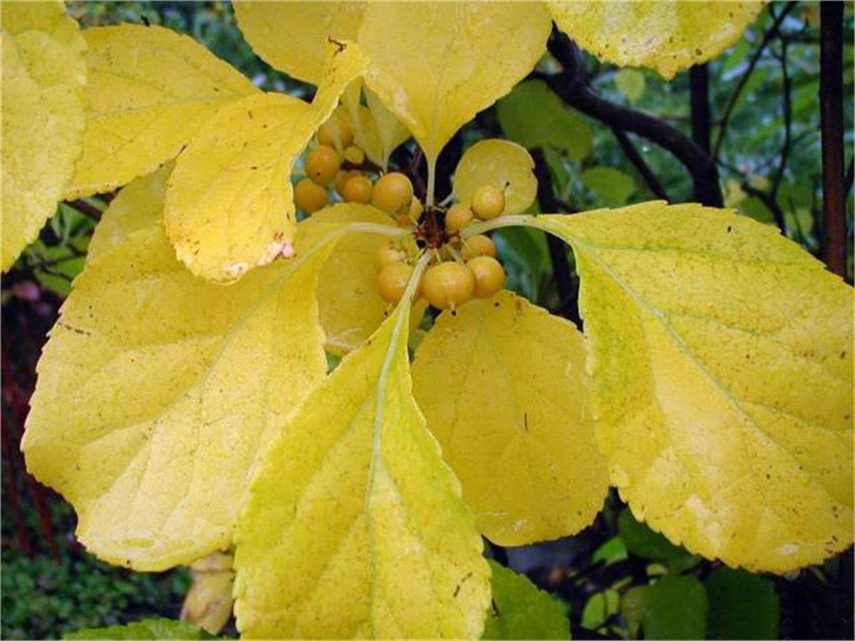 Celastrus orbiculatus Hercules Yaban yasemini fidanı