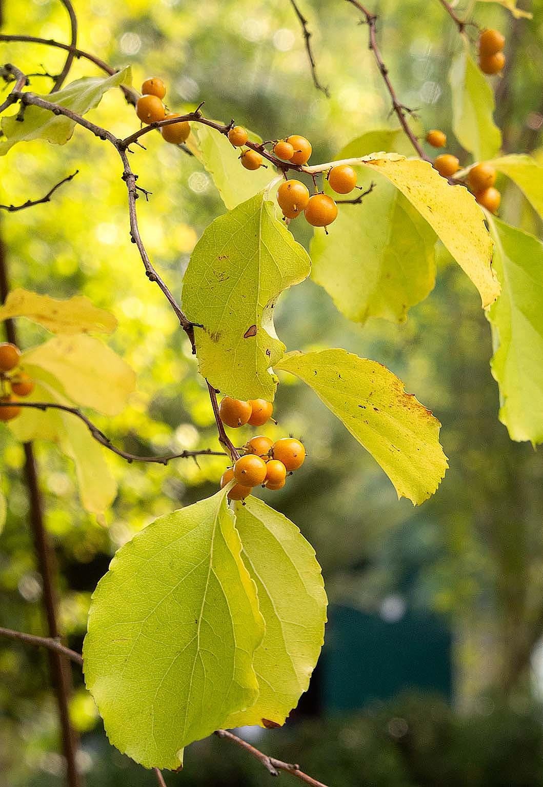 Celastrus orbiculatus Hercules Yaban yasemini fidanı