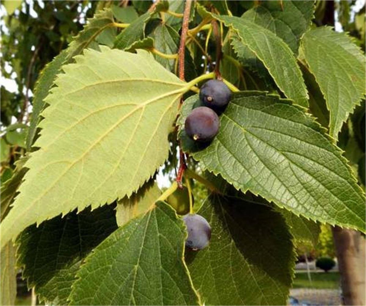 Celtis australis Adi Çitlenbik Dağdağan Çitlembik fidanı