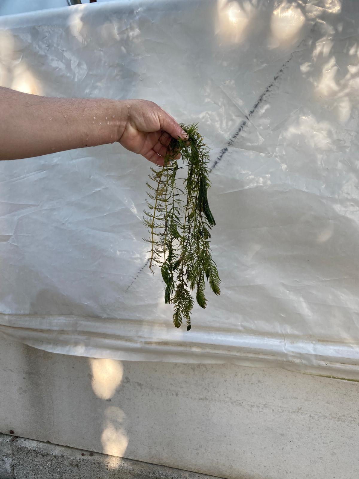 Ceratophyllum demersum tilki kuyruğu