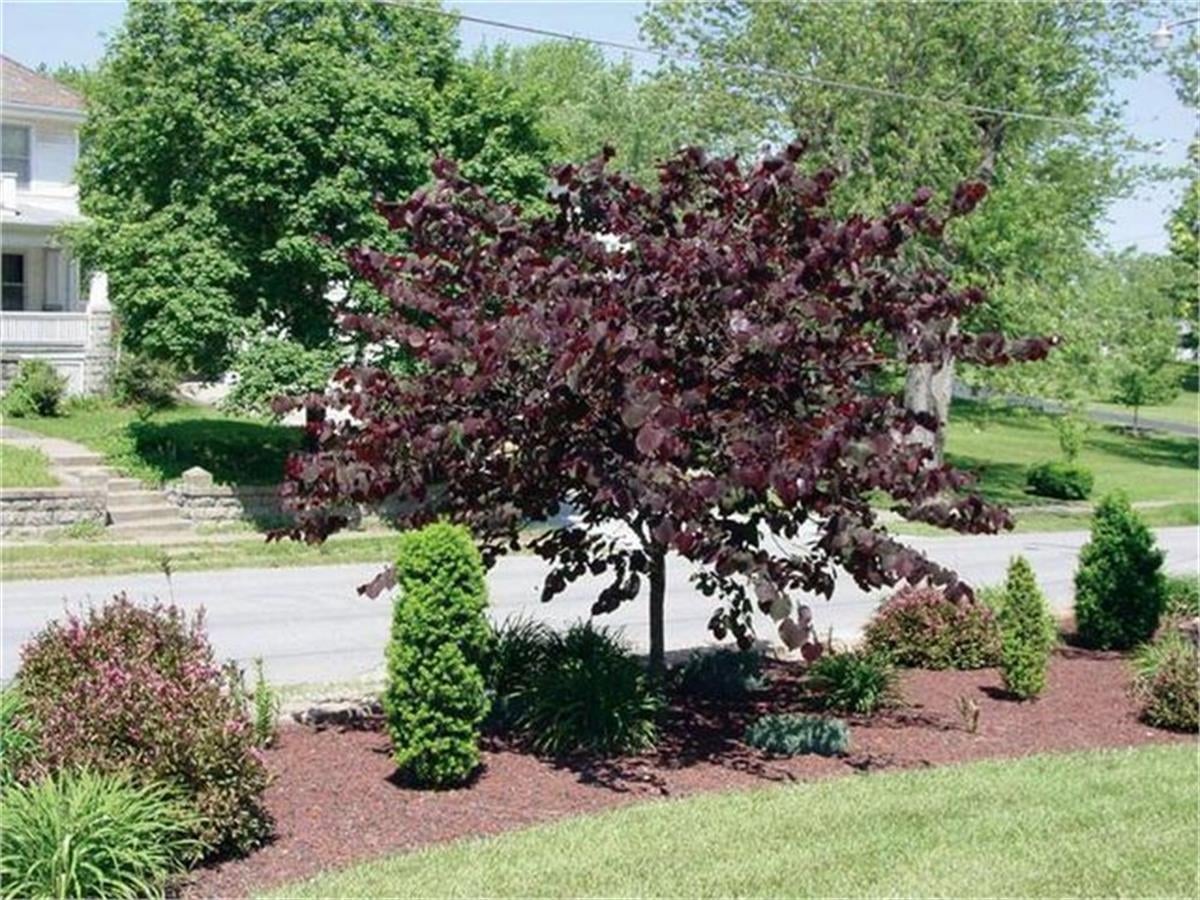 Cercis canadensis Forest Pansy Erguvan fidanı