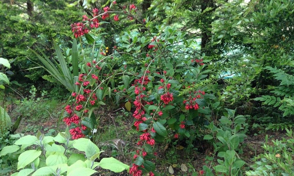 Cestrum newellii Scarlet Cluster Kırmızı Çiçekli Gece Yasemini