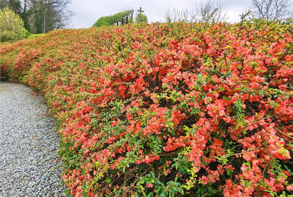 Chaenomeles spec. Salmon Horizon Japon Ayvası, Bahar Dalı fidanı