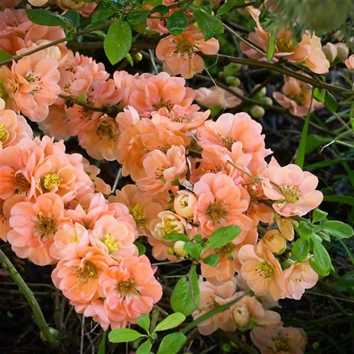 Chaenomeles spec. Geisha Girl Japon Ayvası, Bahar Dalı fidanı