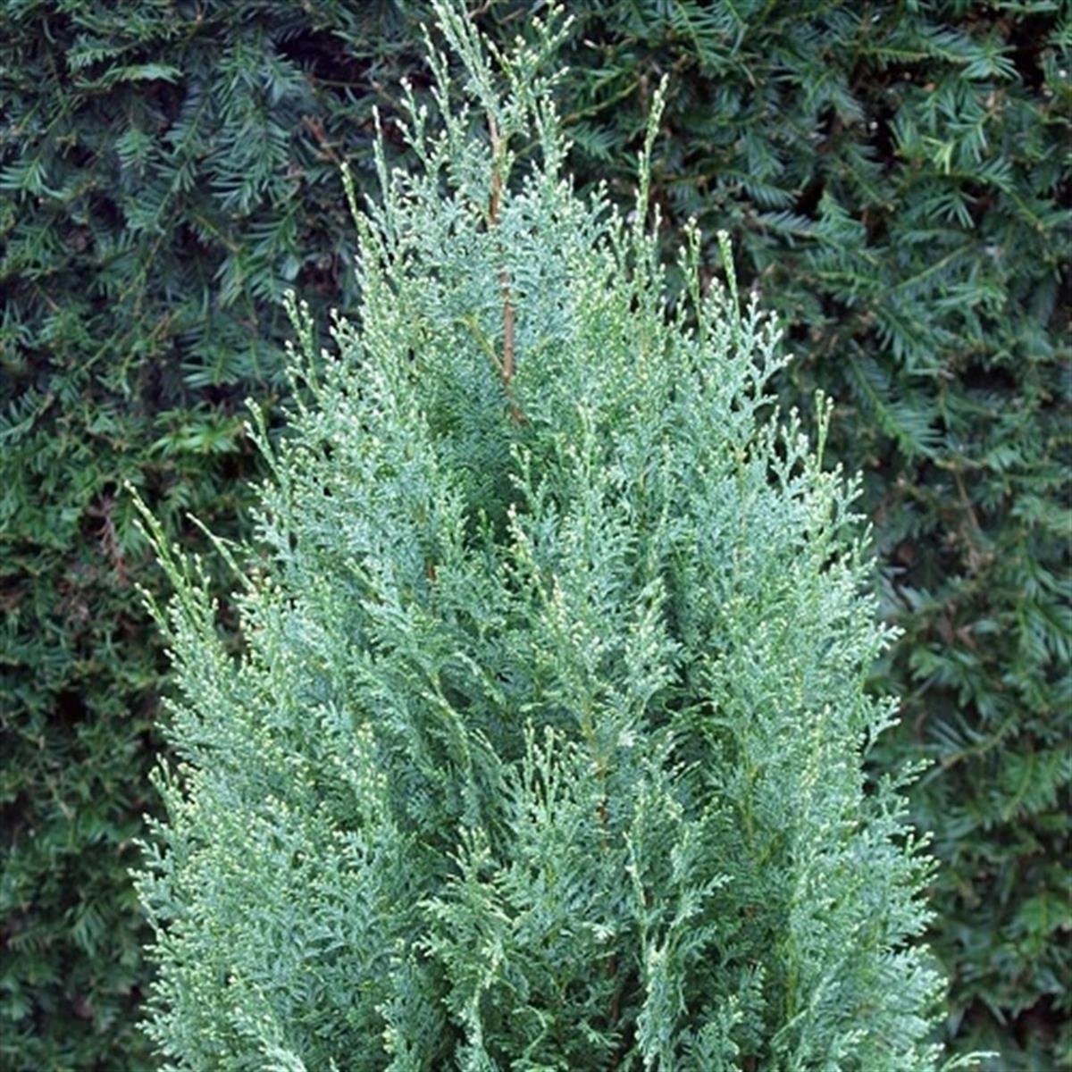 Chamaecyparis lawsoniana White Spot Yalancı Selvi Servi fidanı