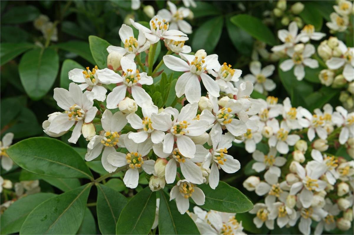 Choisya ternata meksika portakal çiçeği fidanı