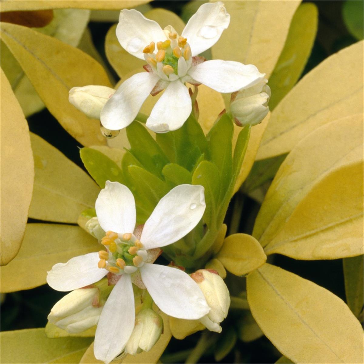 Choisya ternata Sundancelich meksika portakal çiçeği fidanı