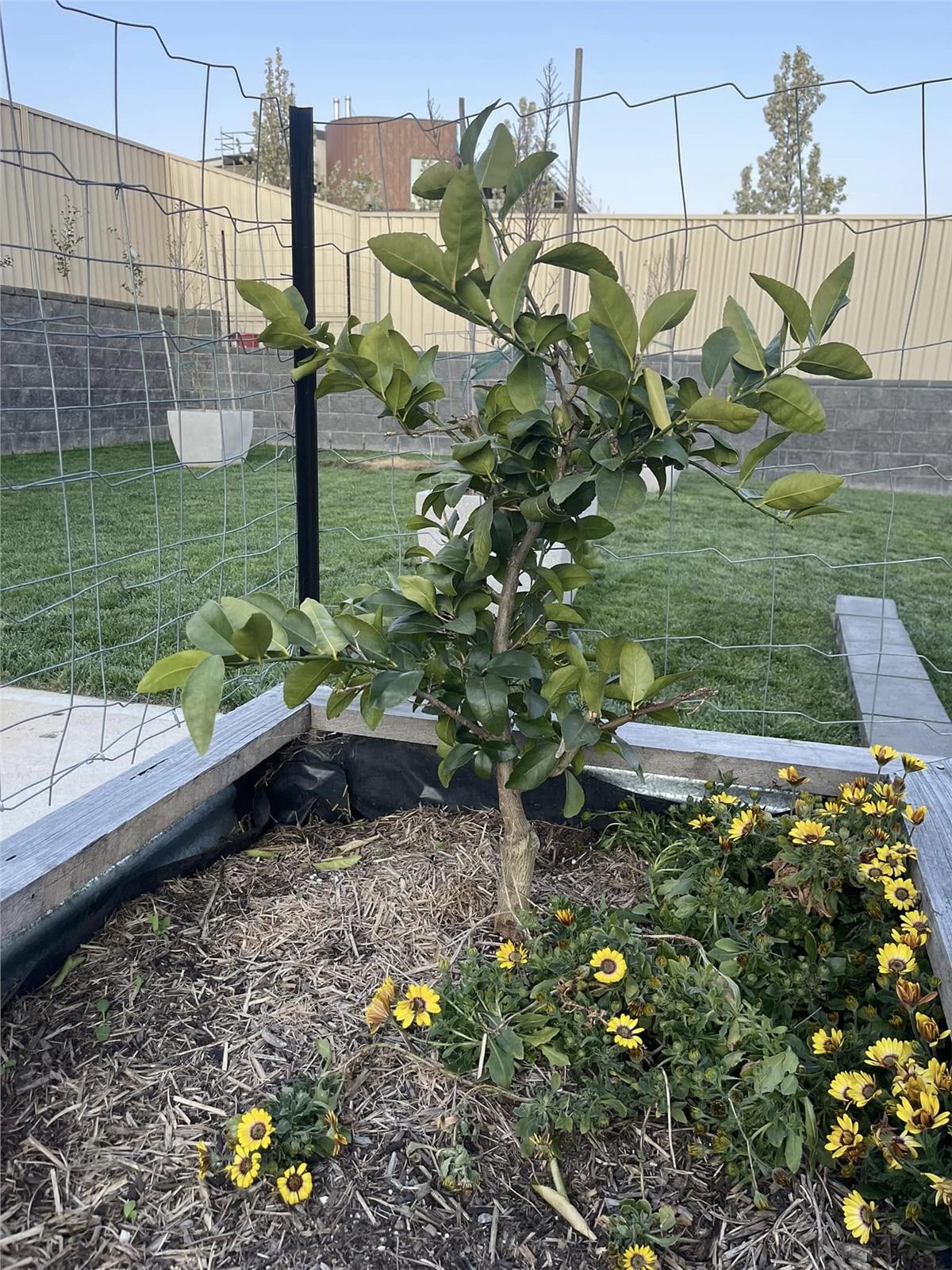 Citrus lemon Bodur Limon fidanı