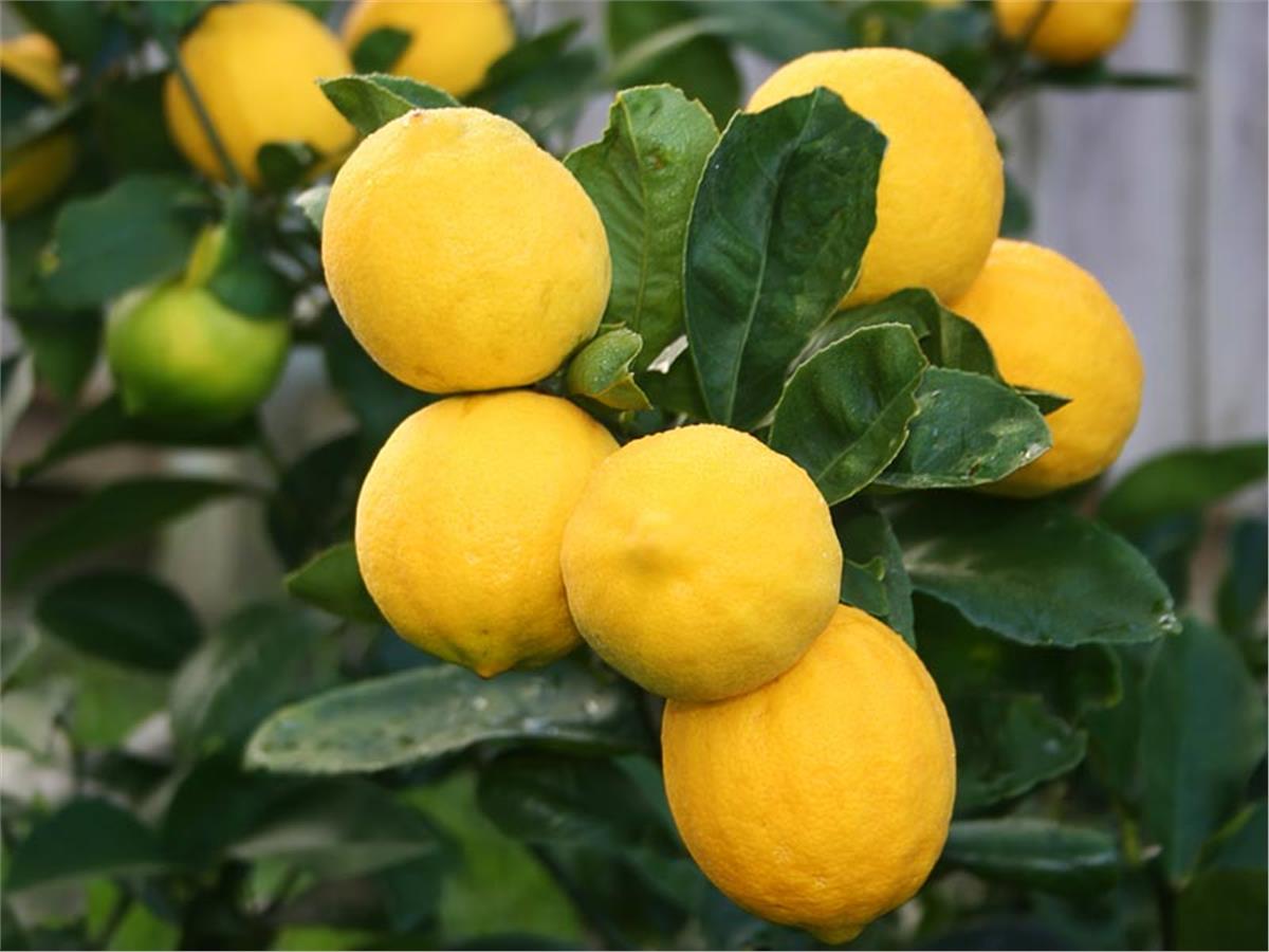 Citrus lemon Bodur Limon fidanı