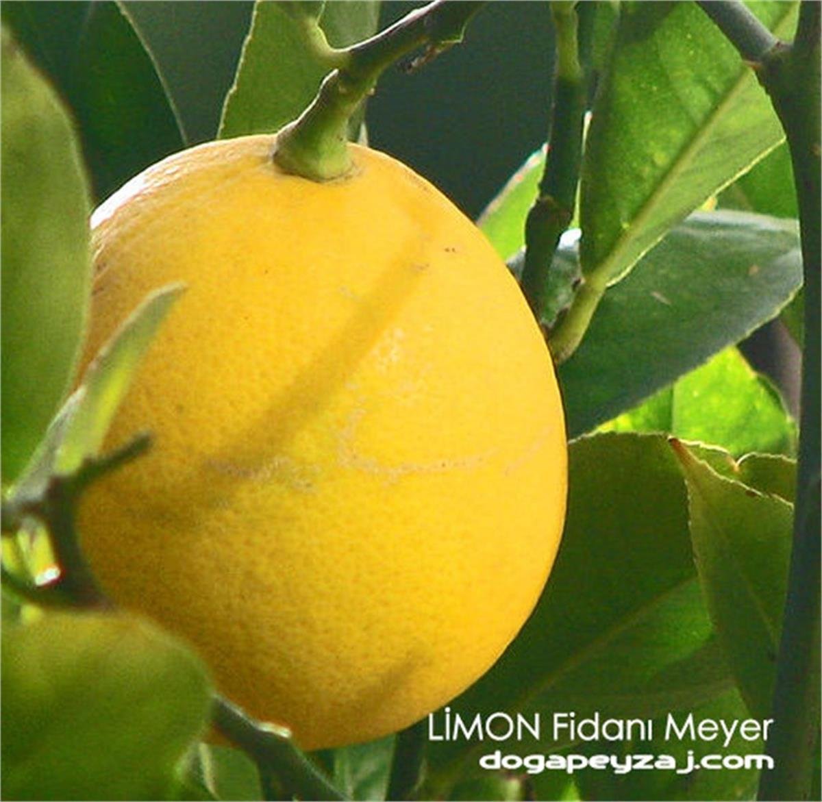 Citrus lemon Mayer Limon fidanı