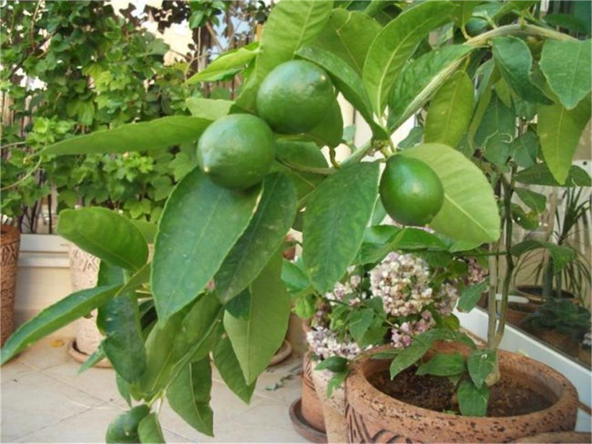Citrus lemon Mexico lime Yeşil Misket Limon fidanı
