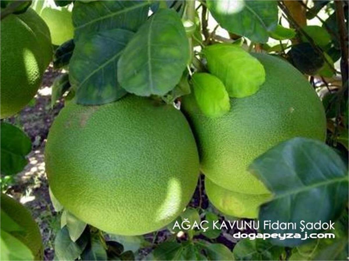 Citrus maxima Şadok Pomelo Ağaç kavunu fidanı