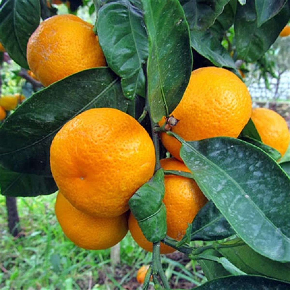Citrus unshiu Rize Mandalin fidanı