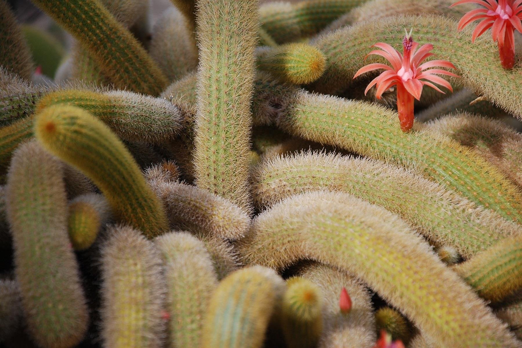 Cleistocactus winteri Altın Maymun Kuyruğu Kaktüsü