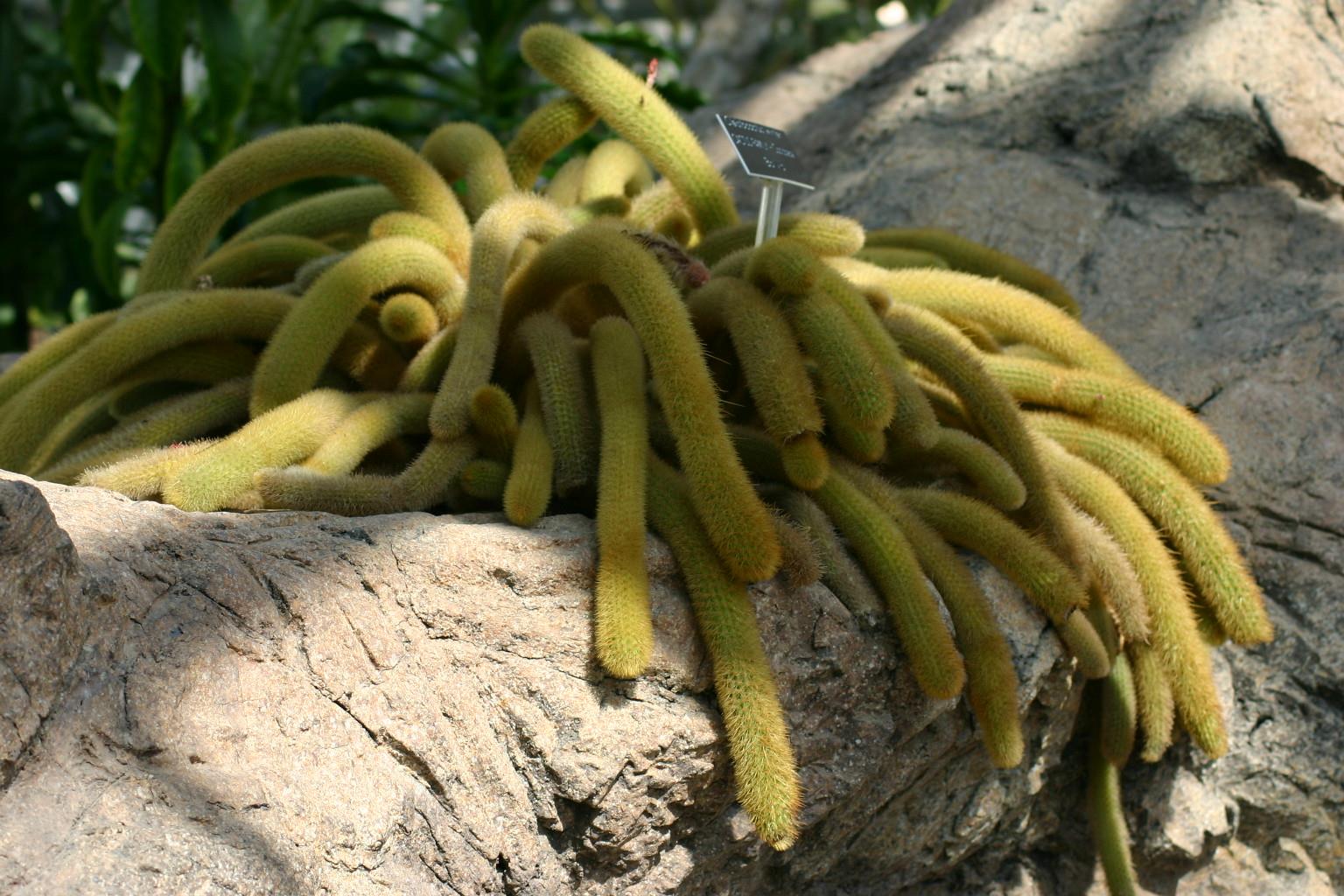 Cleistocactus winteri Altın Maymun Kuyruğu Kaktüsü
