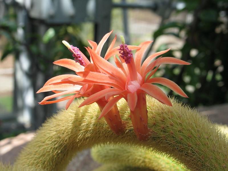 Cleistocactus winteri Altın Maymun Kuyruğu Kaktüsü