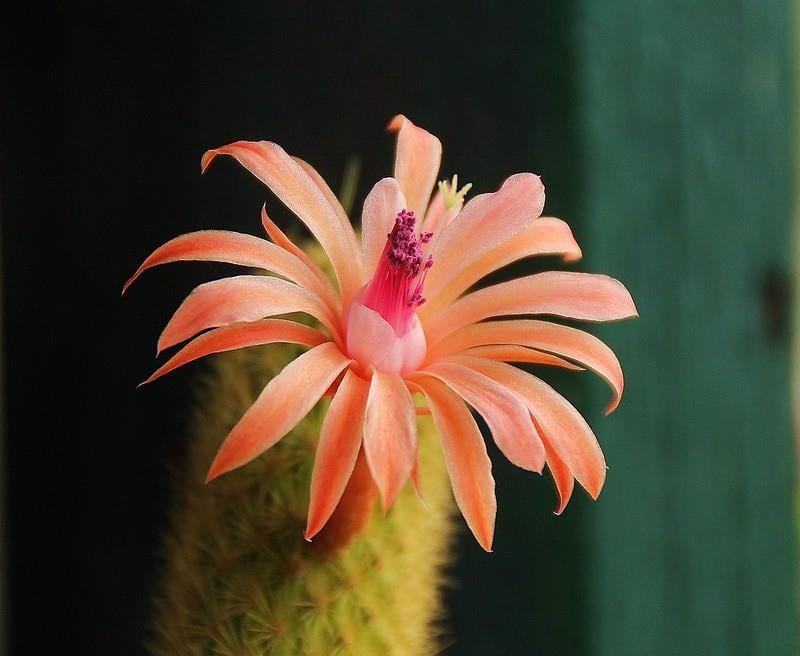 Cleistocactus winteri Altın Maymun Kuyruğu Kaktüsü