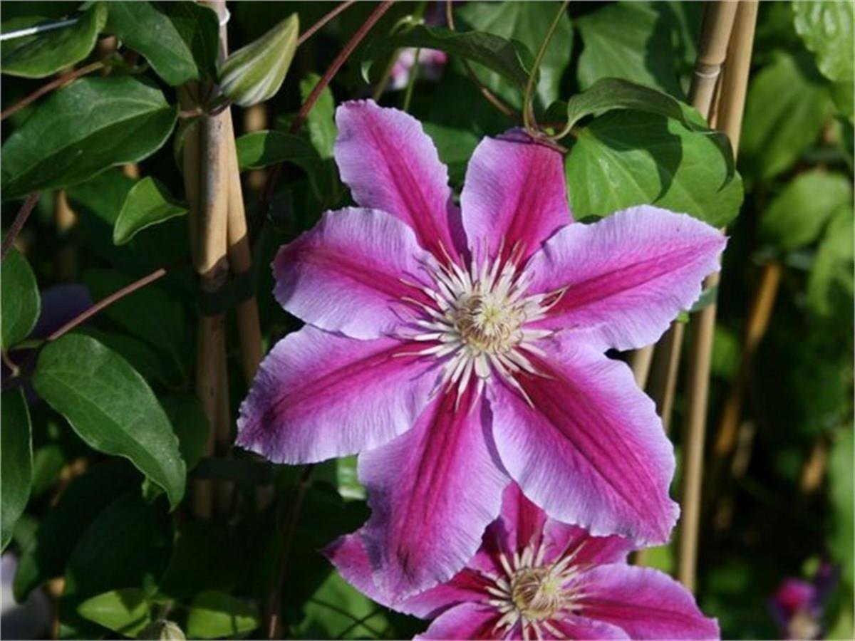 Clematis Orman Asması fidanı - Dr ruppel
